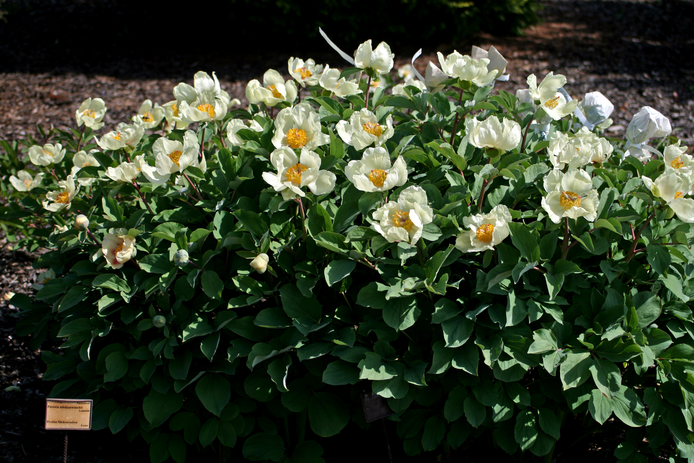 Paeonia Mlokosewitschii